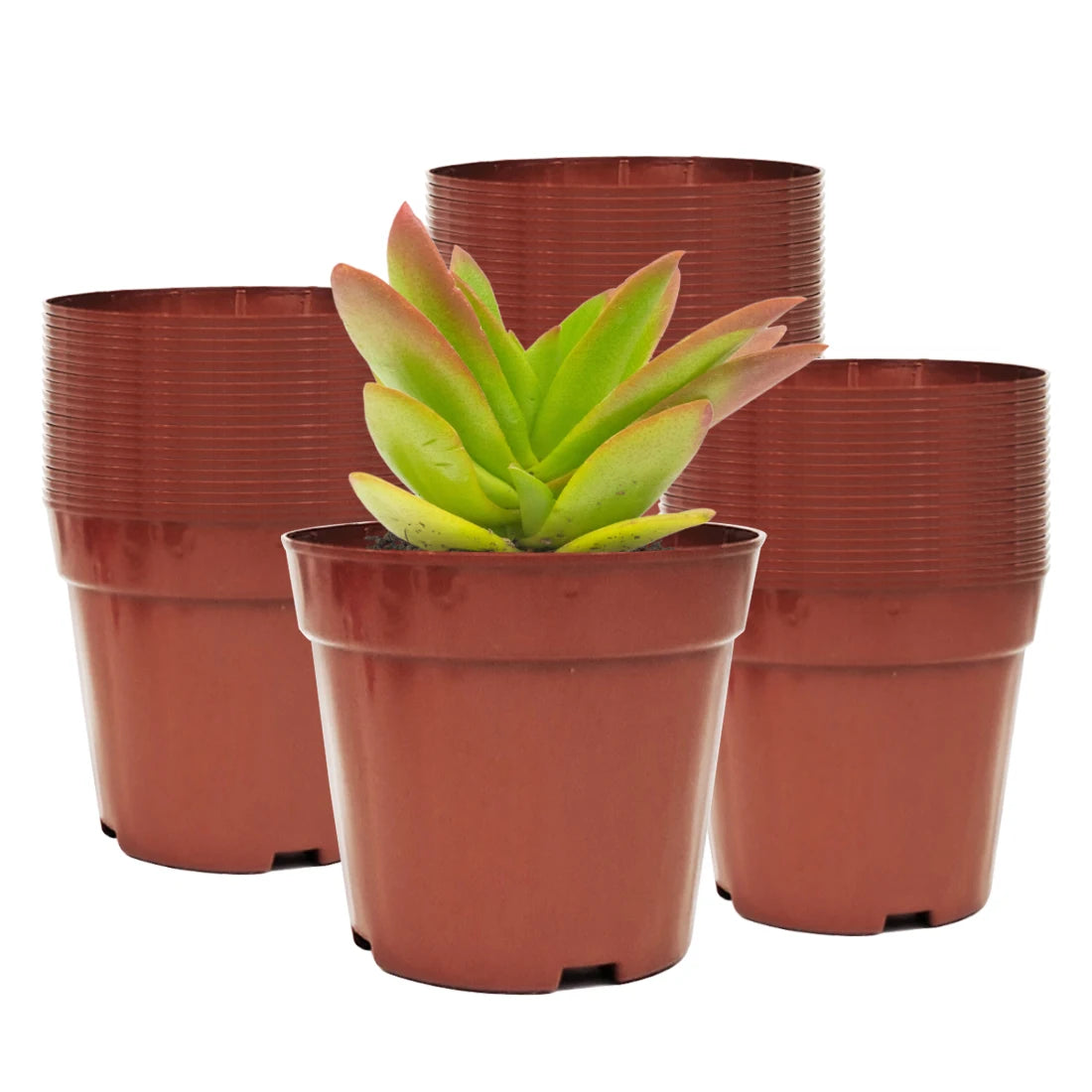 4"x3.5" Red Plastic Plant Pots – 50 Pack