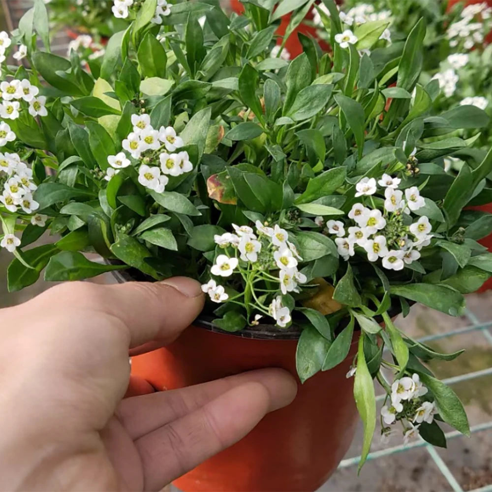 4"x3.5" Red Plastic Plant Pots – 50 Pack