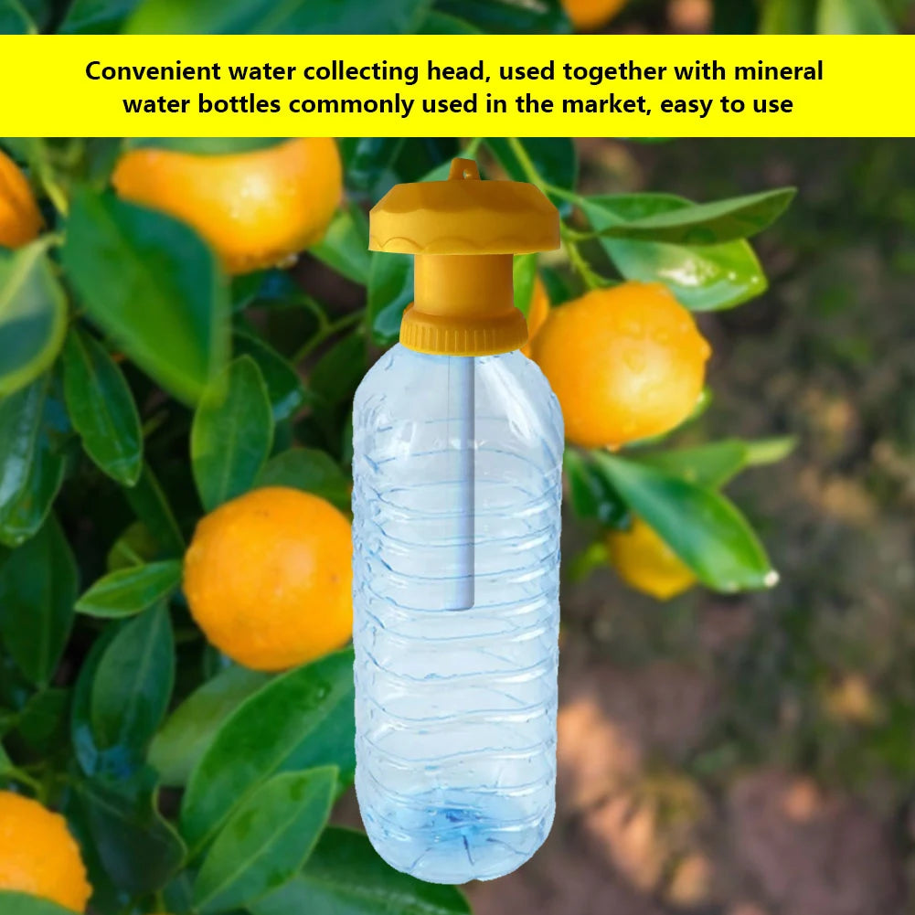 10-30PCS Drosophila Fruit Fly Traps