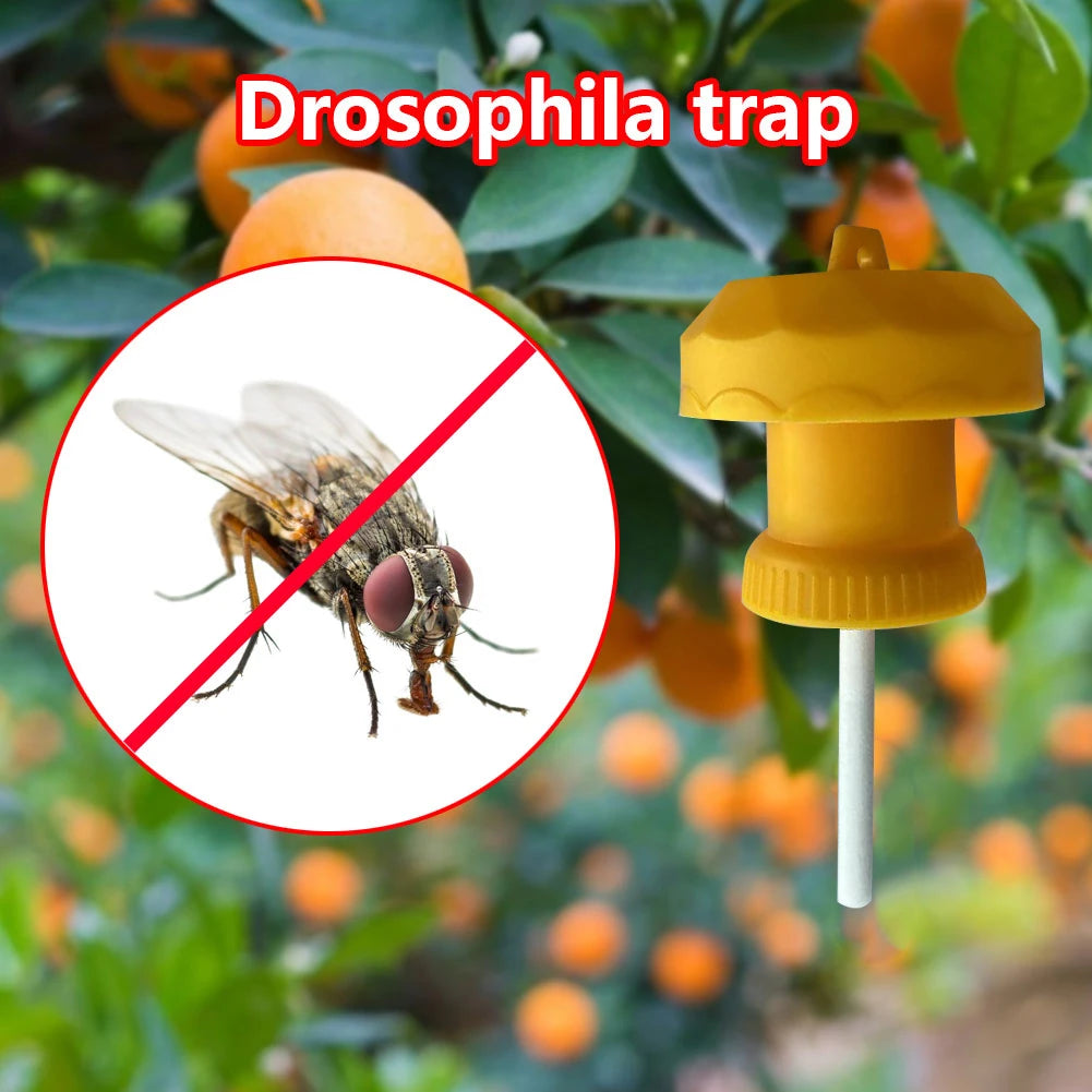 10-30PCS Drosophila Fruit Fly Traps