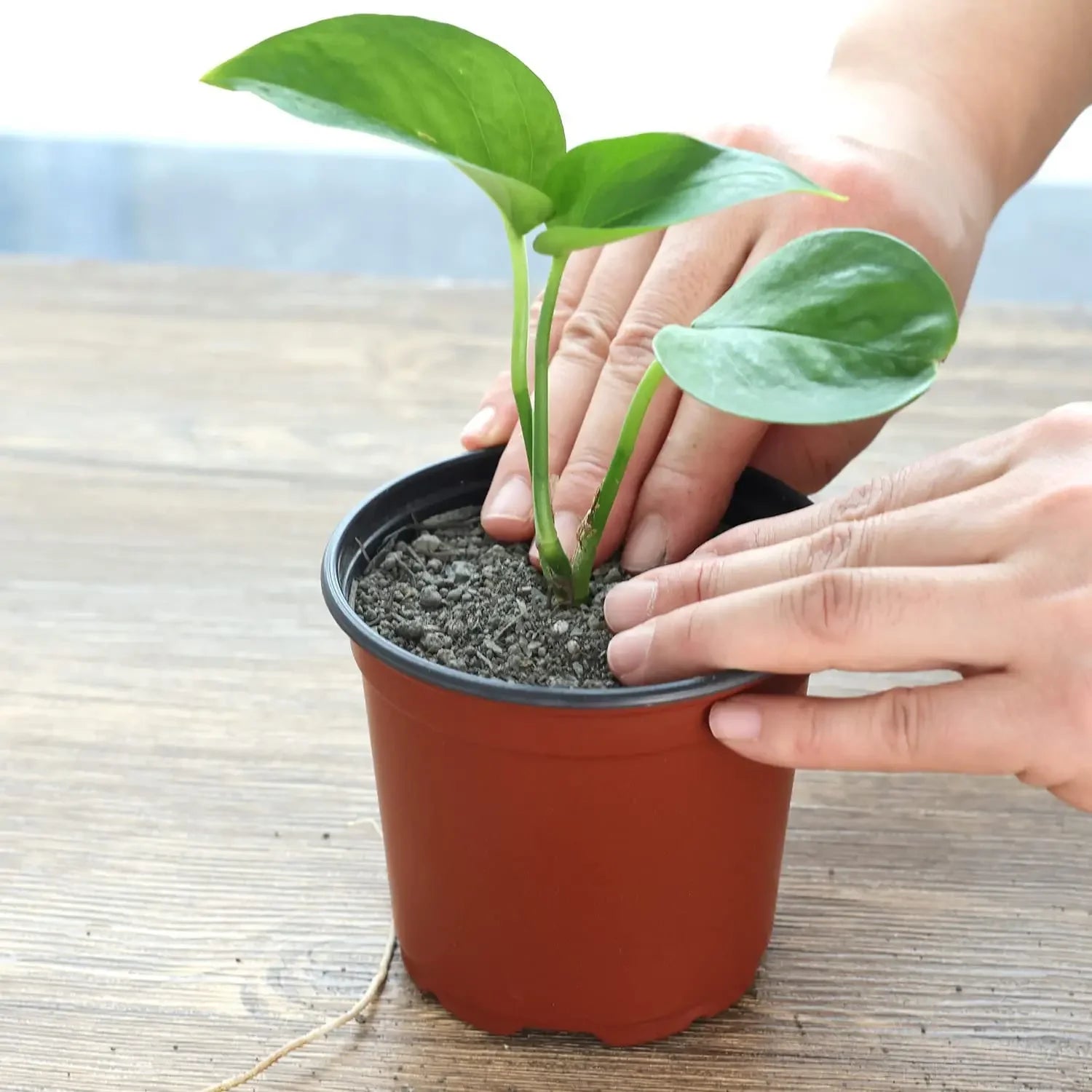 75pcs Flexible Nursery Seedling Pots for Succulents & Plants